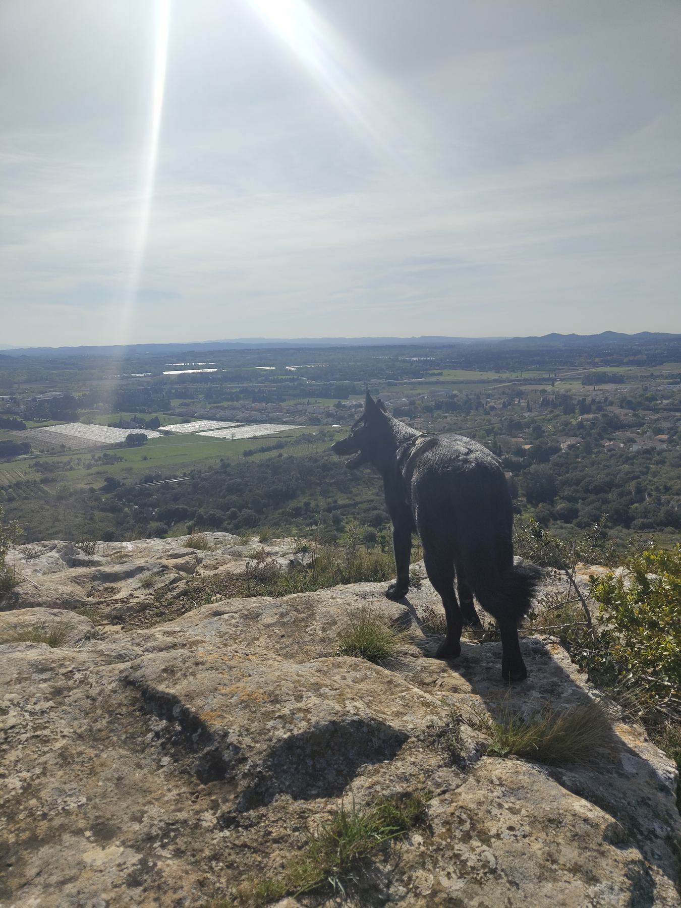 Chien en arrêt sur un rocher, observant la vallée du Gard