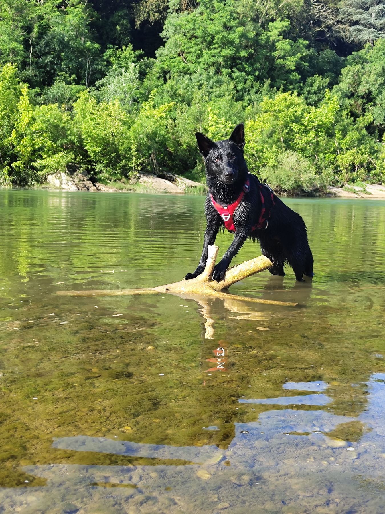 Chien avec harnais Canéo au bord de l'eau