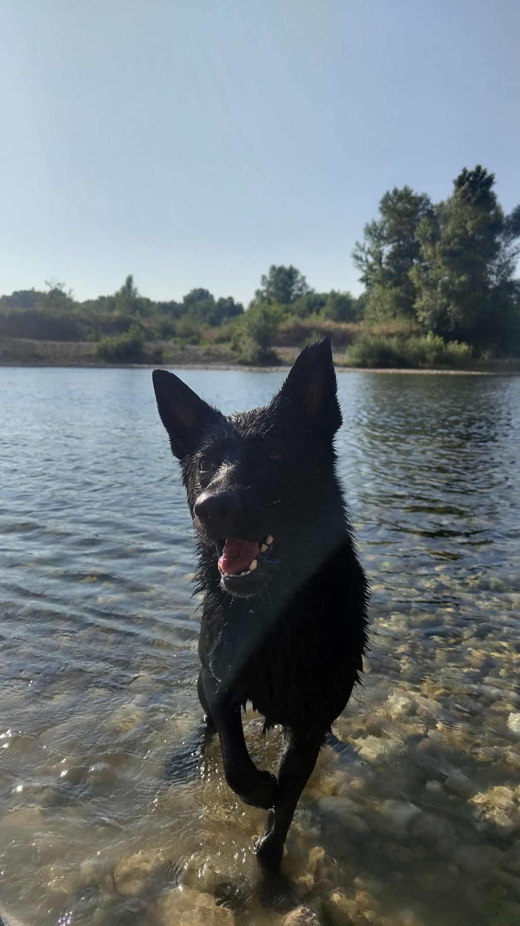 Chien noir dans la rivière, regard attentif